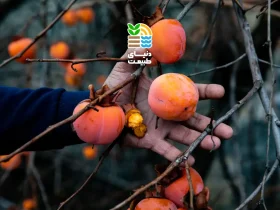 بهترین کود برای درخت هلو چیست و چطور استفاده کنیم؟ (راهنمای کامل تغذیه و افزایش عملکرد) 42 کوددهی درخت هلو