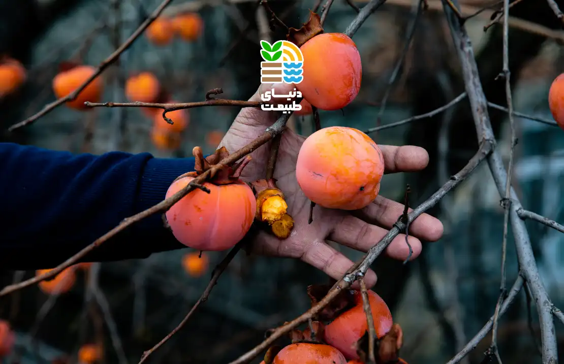 کوددهی درخت هلو