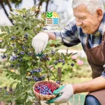 بهترین کود برای رشد سریع درختان میوه