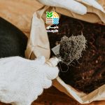 بهترین کود آلی و شیمیایی برای رشد و افزایش باردهی نخل خرما