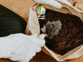 بهترین کود آلی و شیمیایی برای رشد و افزایش باردهی نخل خرما