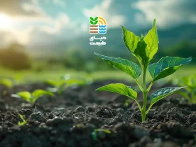 کود کشاورزی چیست و چه انواعی دارد؟ راهنمای انتخاب بهترین کود برای افزایش رشد و عملکرد گیاهان 42 کود کشاورزی