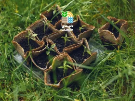 کود سبز چیست و چه مزایایی برای خاک و گیاهان دارد؟ بررسی کاربرد، زمان مصرف و بهترین گیاهان کود سبز 27 کود سبز