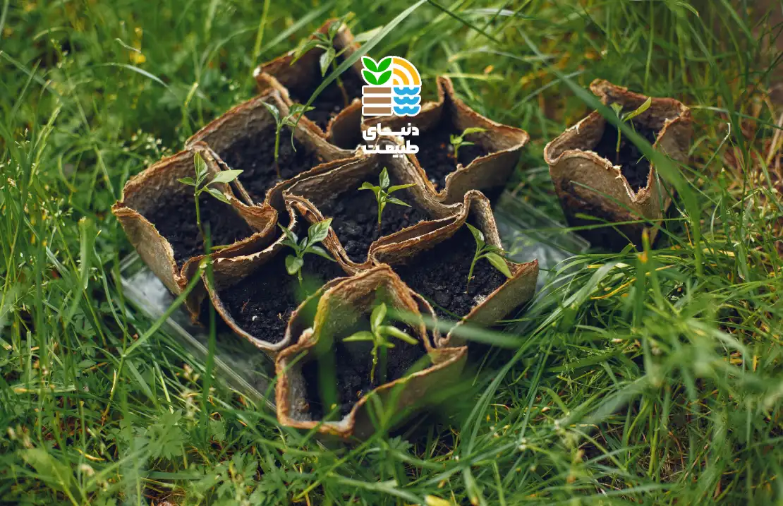 کود سبز چیست و چه مزایایی برای خاک و گیاهان دارد؟ بررسی کاربرد، زمان مصرف و بهترین گیاهان کود سبز 25 کود سبز