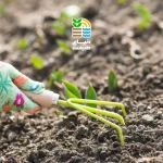 کوددهی گل گندمی