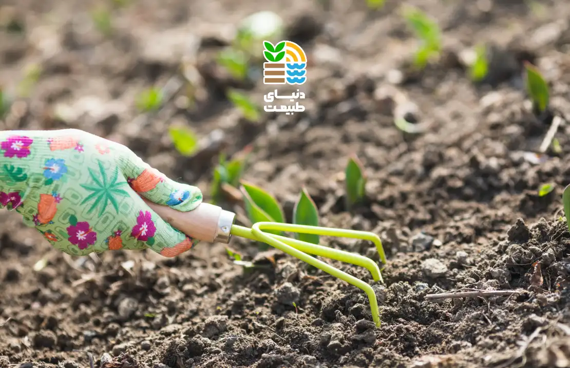 کوددهی گل گندمی