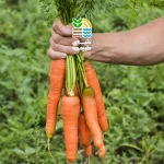 کاشت هویج در ایران