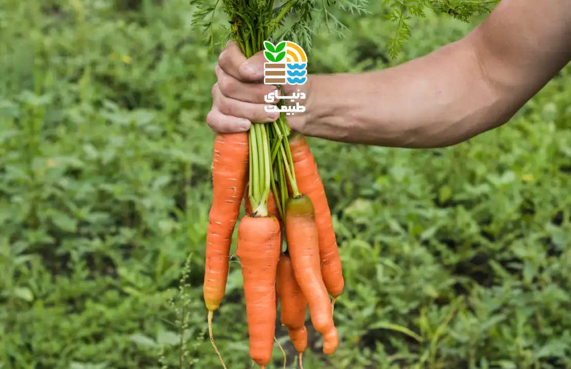 کاشت هویج در ایران؛ بهترین زمان، روش اصولی، و برنامه کوددهی برای برداشت محصول باکیفیت 25 کاشت هویج در ایران