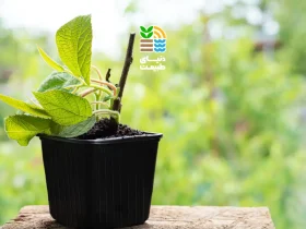 کود آهن برای گیاهان: مزایا، معایب، نحوه مصرف و عوارض کمبود یا مصرف زیاد آهن 51 کود آهن برای گیاهان