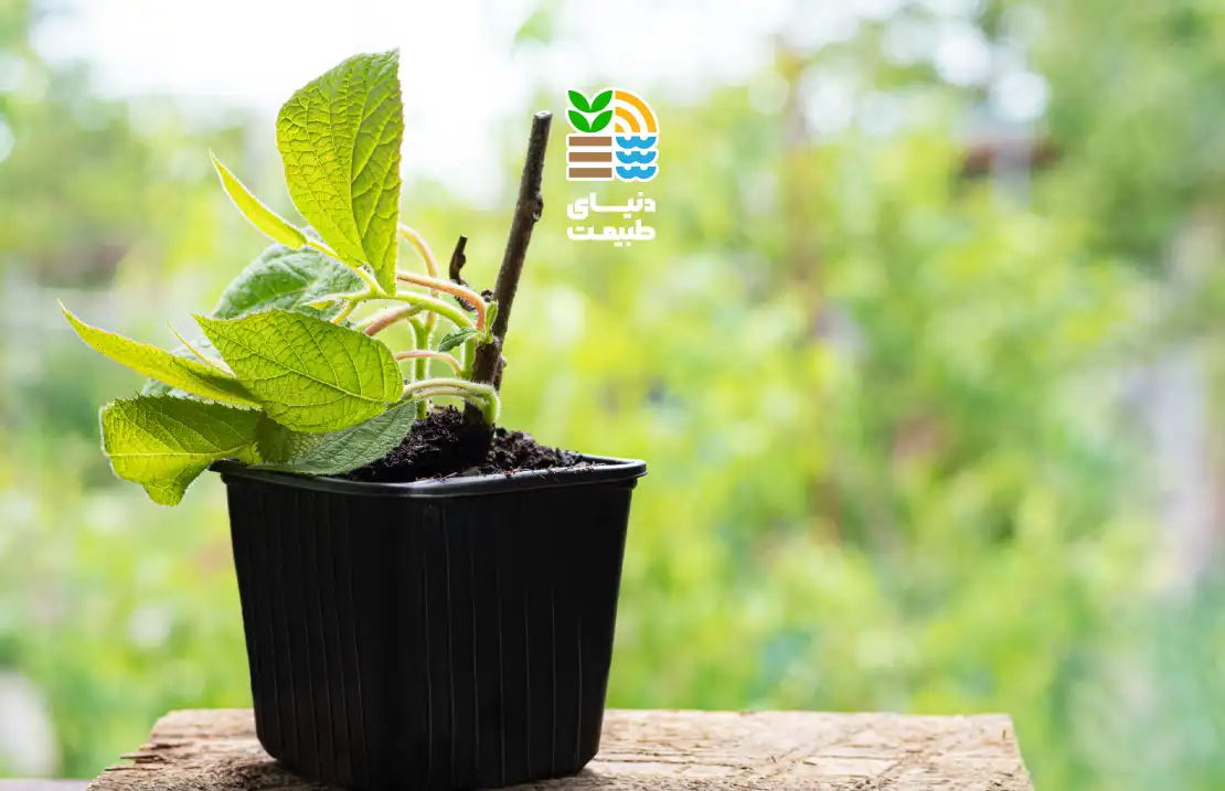 کود آهن برای گیاهان: مزایا، معایب، نحوه مصرف و عوارض کمبود یا مصرف زیاد آهن 25 کود آهن برای گیاهان