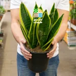 کود برای زاموفیلیا