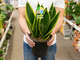 بهترین کود برای زاموفیلیا چیست؟ | راهنمای کامل کوددهی و تقویت گیاه ZZ 33 کود برای زاموفیلیا