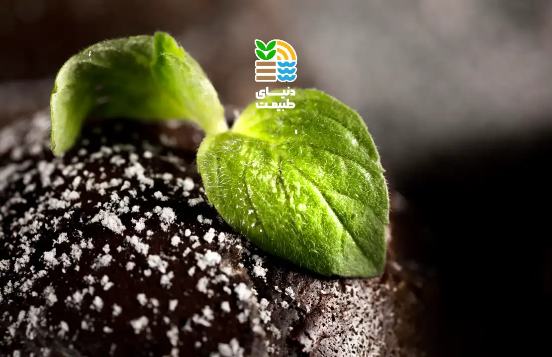 کود فسفر بالا