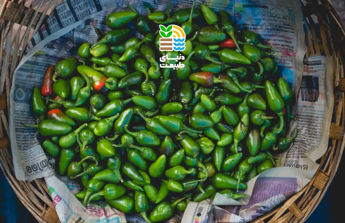 کود برای فلفل سبز