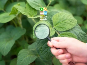 آزمایش برگ گیاهان