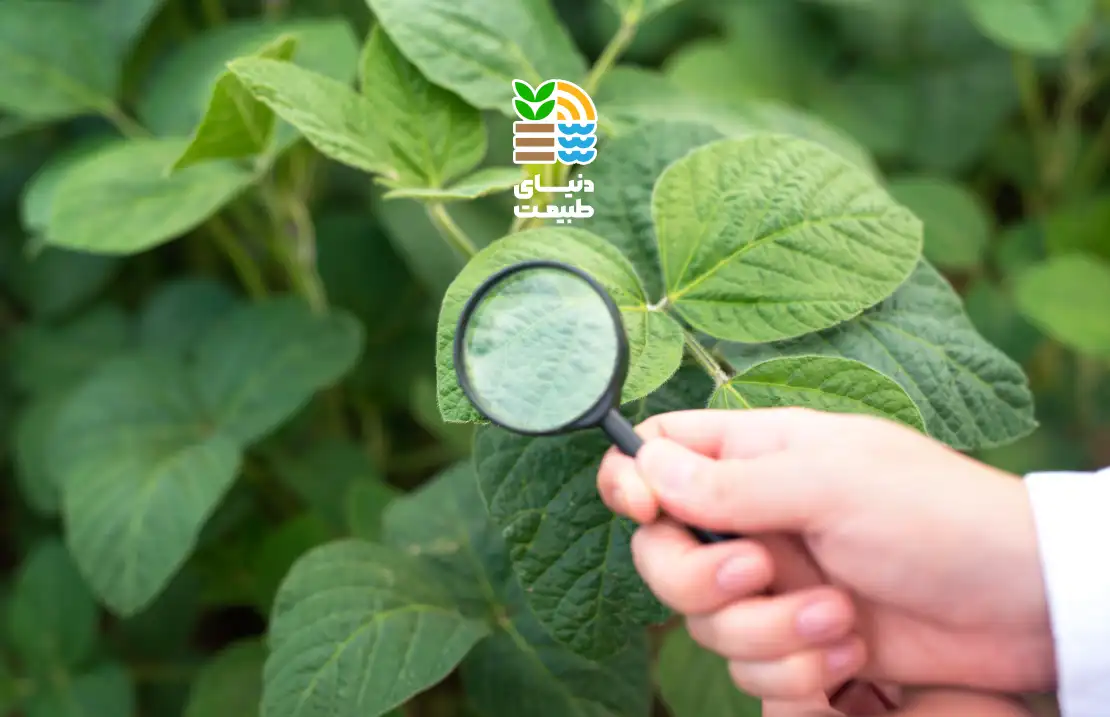 آزمایش برگ گیاهان چیست و چگونه در تعیین نیاز کودی و افزایش عملکرد محصول مؤثر است؟ 25 آزمایش برگ گیاهان