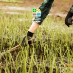 بهترین برنامه کودی برای گندم آبی و دیم