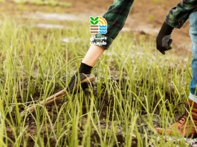 بهترین برنامه کودی برای گندم آبی و دیم