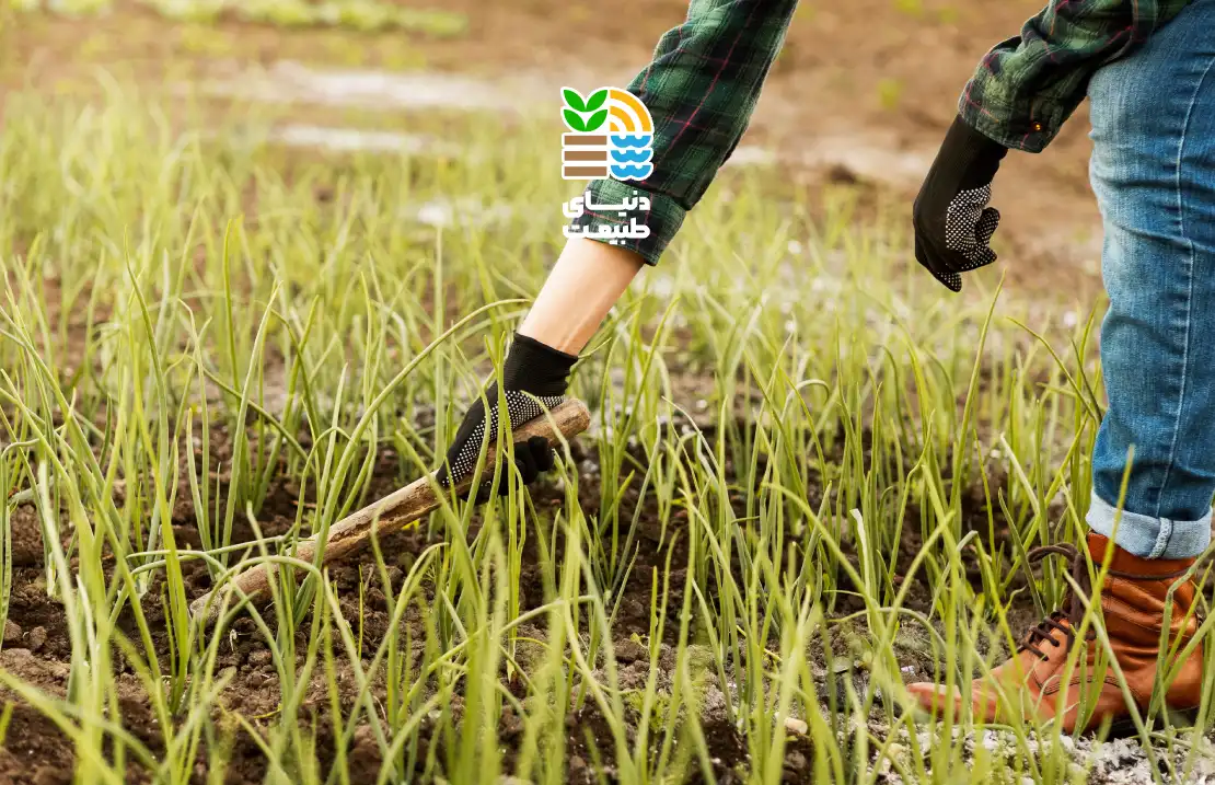 بهترین برنامه کودی برای گندم آبی و دیم: چه کودی، چه زمانی و چقدر استفاده کنیم؟ 25 بهترین برنامه کودی برای گندم آبی و دیم