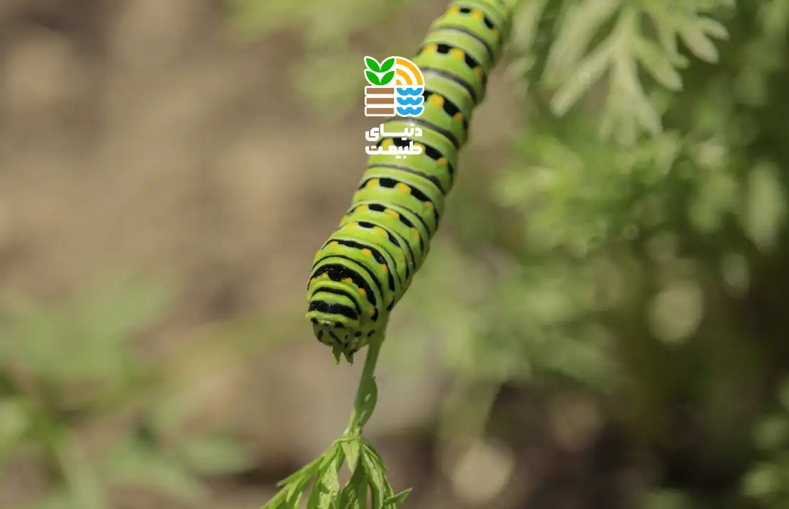 کرم خراط چیست و بهترین روش مبارزه با این آفت خطرناک درختان کدام است؟ 25 کرم خراط