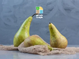 پسیل گلابی چیست و چگونه بهطور اصولی و دائمی با این آفت خطرناک مقابله کنیم؟ (بررسی روشهای موثر مبارزه و سمپاشی) 33 پسیل گلابی