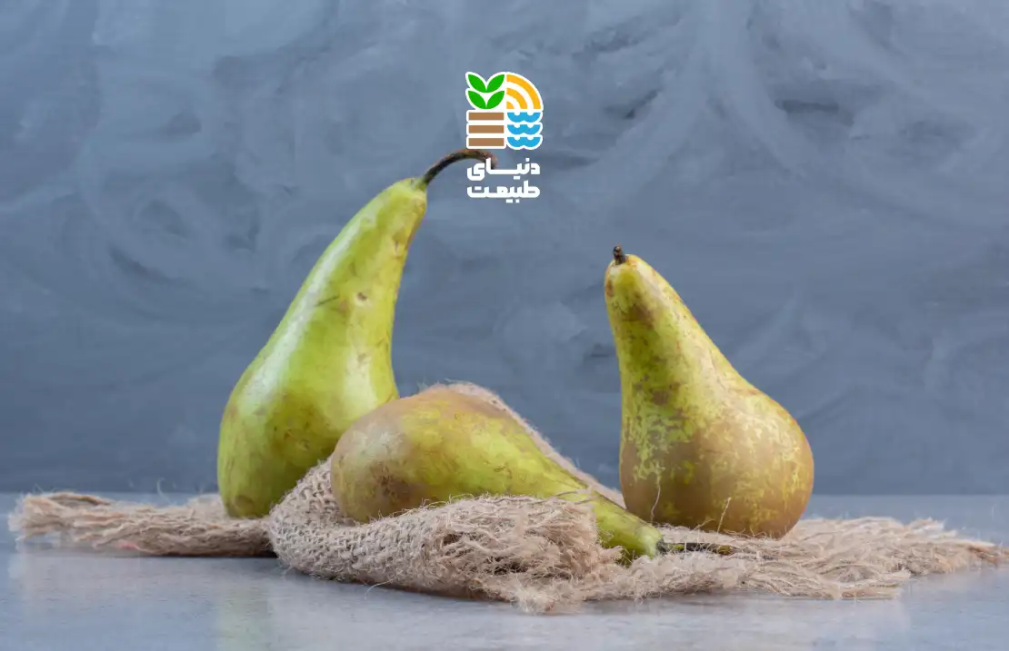 پسیل گلابی چیست و چگونه بهطور اصولی و دائمی با این آفت خطرناک مقابله کنیم؟ (بررسی روشهای موثر مبارزه و سمپاشی) 25 پسیل گلابی