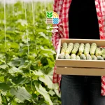 کود برای افزایش باردهی خیار