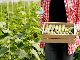 بهترین کود برای افزایش باردهی خیار چیست؟ راهنمای علمی انتخاب و مصرف کود خیار 48 کود برای افزایش باردهی خیار