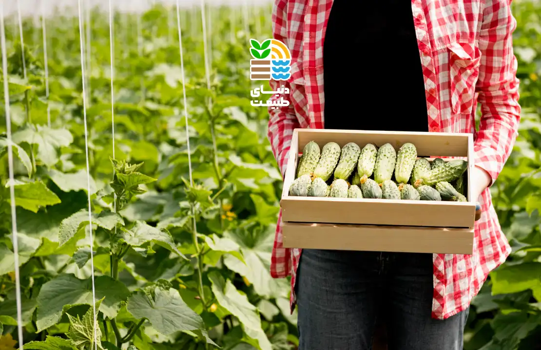 کود برای افزایش باردهی خیار