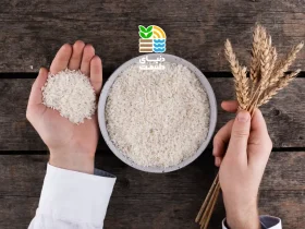 بهترین کود برای افزایش باردهی برنج