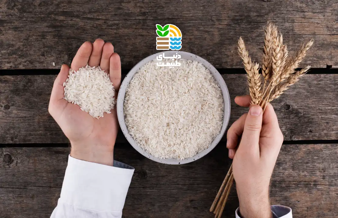 بهترین کود برای افزایش باردهی برنج
