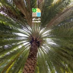 کوددهی درخت خرما