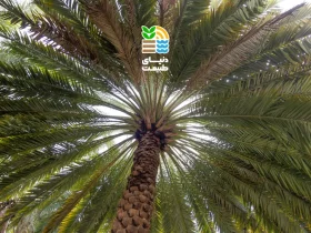 چگونه درخت خرما پربار و سالم پرورش دهیم؟ بهترین روشهای کاشت، آبیاری و کوددهی نخل خرما 54 کوددهی درخت خرما