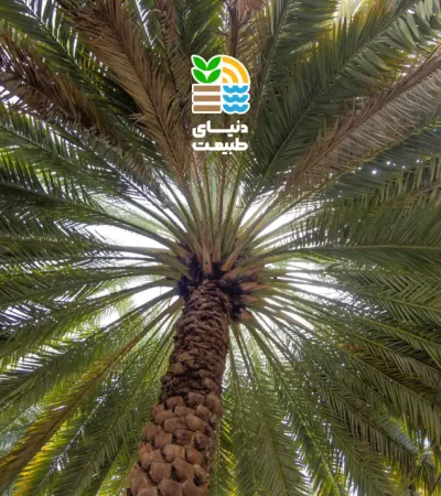 کوددهی درخت خرما