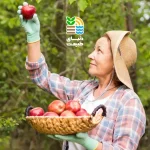 بهترین کود برای درخت سیب