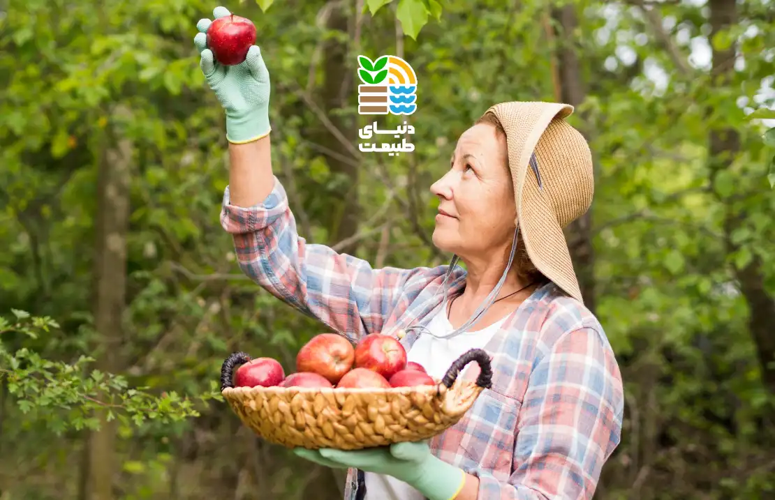 بهترین کود برای درخت سیب چیست؟ راهنمای کامل انتخاب و زمان مصرف کود مخصوص سیب 25 بهترین کود برای درخت سیب