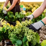 بهترین کود برای درخت انگور