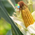 کوددهی ذرت شیرین