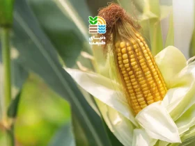 بهترین کود برای ذرت شیرین چیست؟ راهنمای کامل تغذیه، برنامه کوددهی و افزایش عملکرد ذرت شیرین 51 کوددهی ذرت شیرین