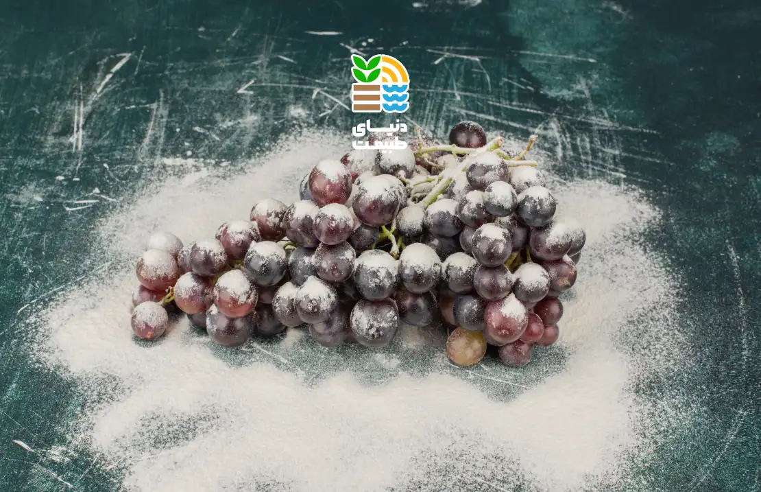 سفیدک داخلی انگور چیست