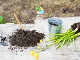 آیا خاک و کود مناسب برای کاشت سیر را میشناسید؟ بهترین روش آمادهسازی خاک و تقویت محصول سیر 39 کوددهی سیر