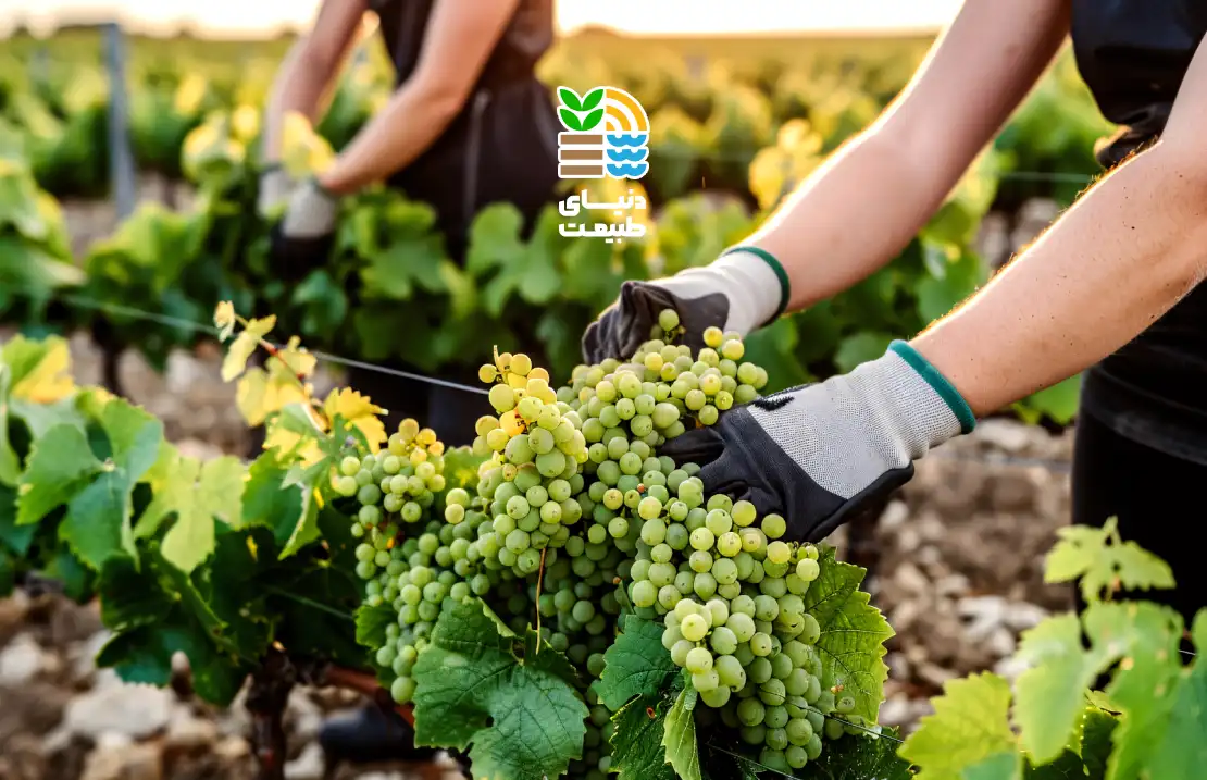 بهترین کود برای درخت انگور