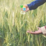 بهترین کود برای افزایش تناژ گندم