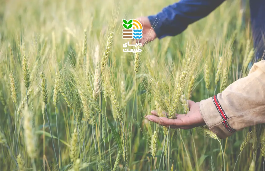 بهترین کود برای افزایش تناژ گندم چیست؟ راهنمای کامل مصرف کودهای ماکرو و میکرو برای بیشترین برداشت 25 بهترین کود برای افزایش تناژ گندم