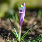 کود مناسب زعفران