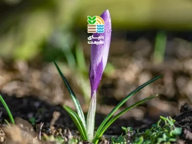 کود مناسب زعفران چیست؟ راهنمای کامل افزایش عملکرد و کیفیت زعفران با کودهای آلی و شیمیایی 51 کود مناسب زعفران