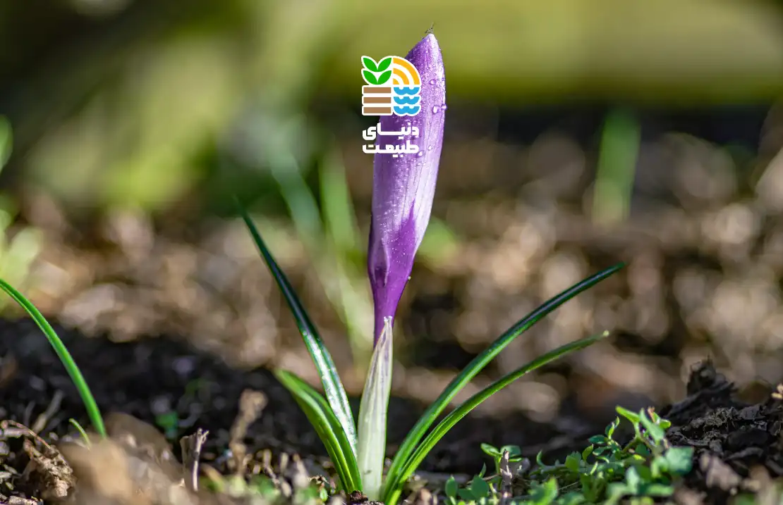 کود مناسب زعفران چیست؟ راهنمای کامل افزایش عملکرد و کیفیت زعفران با کودهای آلی و شیمیایی 25 کود مناسب زعفران