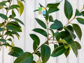 فیکوس بنجامین