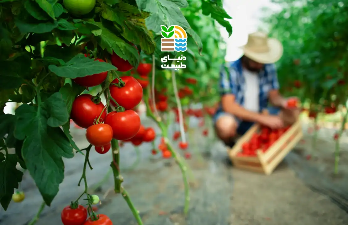 بهترین کود برای افزایش باردهی گوجه فرنگی چیست؟ 25 بهترین کود برای گوجه فرنگی