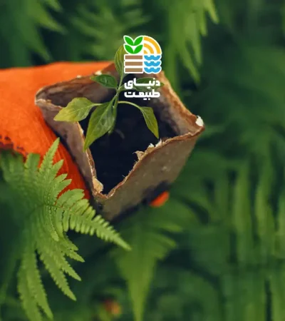 کود روی